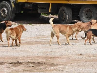 İstanbul’da sokak köpekleri 2 kardeşe saldırdı: 30 dikiş atıldı!