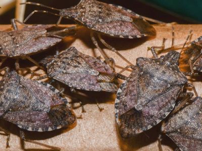 İstilacı tür ihracatı tehdit ediyor: Çin’den samuray arı getirildi