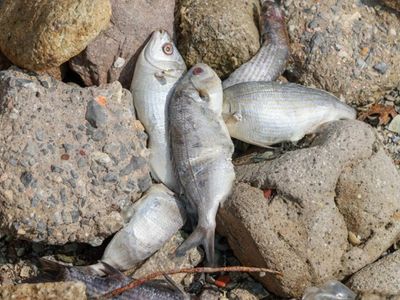 İzmir Körfezi’nde gizemli balık ölümleri: Bakanlık inceleme başlattı