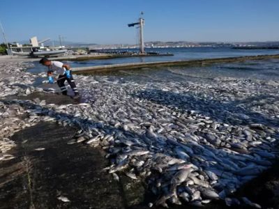 İzmir Körfezi'nde Kirlilik Alarmı: Çok Sayıda Ölü Balık Kıyıya Vurdu