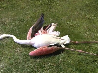 İzmir'deki Flamingoların Ölüm Sebebi Ortaya Çıktı