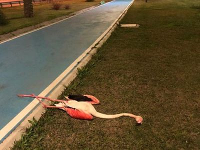 İzmir'deki Şüpheli Flamingo Ölümlerine Araştırma