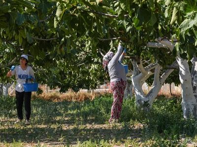 İzmirli Çiftçiler Bardakçık İncirini Kooperatifle Güçlendirdi
