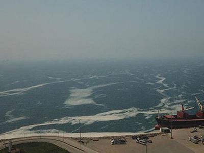 İzmit Körfezi’nde Deniz Salyası Tekrar Görüldü