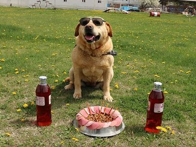 Jandarma İz Takip Köpeği Emekli Oldu