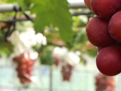 Japonya'da Üzüm Açık Arttırmada 12 Bin 700 Dolara Alıcı Buldu