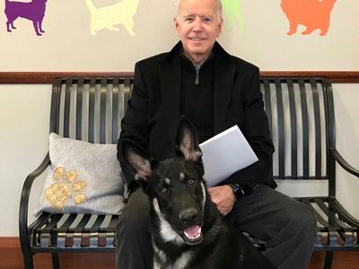 Joe Biden'ın Köpeği Birini Daha Isırdı