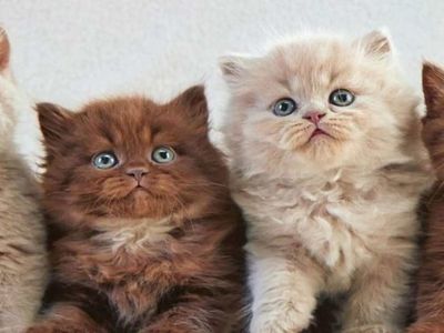 Kaç tür kedi cinsi vardır? Kedi cinsleri nelerdir? Kedi cinsleri ve özellikleri