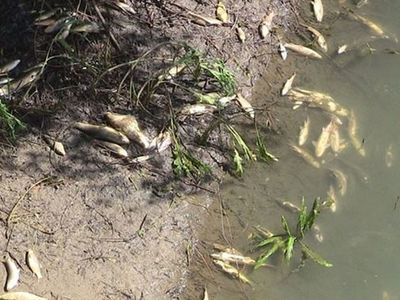 Kahramanmaraş’ta Acil Durum! Ceyhan Nehri'nde Ölü Balıklar Kıyıya Vurdu