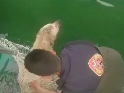 Kahramanmaraş’ta Sulama Kanalına Düşen Köpek Başarılı Şekilde Kurtarıldı