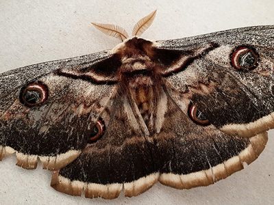Kanat Açıklığı 16 Santimetre Olan Tavus Kelebeği Bulundu