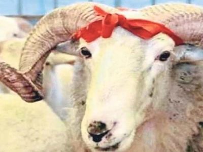 Karabük kurbanlık fiyatları ne kadar? 2022 Karabük büyükbaş, küçükbaş kurbanlık hisse fiyatları