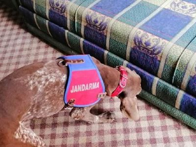 Karabük'te Narkotik Köpeği 'Radar'dan Uyuşturucu Avı