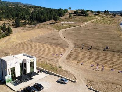 Karabük'te Safran Soğanı Ekimi Başladı