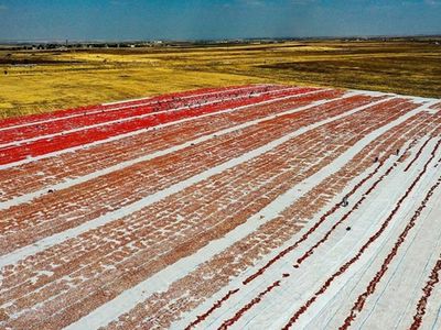 Karacadağ'da Kurutulan Domatesler Dünyanın Dört Bir Yanına İhraç Edilecek