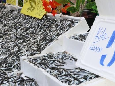 Karadeniz’de balıkçıların yüzü gülüyor: Hamsi bereketi fiyatlara indirim olarak yansıdı