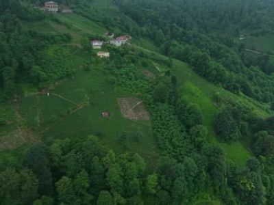 Karadeniz’de çay hasadı zorlu bir mücadeleyle sürüyor
