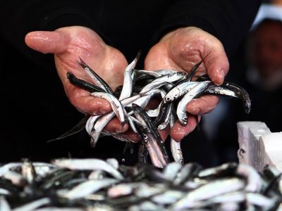 Sezonun İlk Hamsileri Trabzon'daki Tezgahları Süsledi