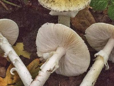 Karadeniz'de Mantar Zehirlenmelerinde Artış: Tek Bir Tanesi Bile Öldürebilir