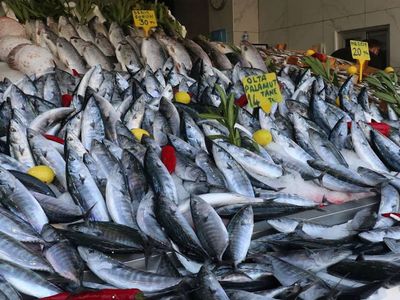 Karadeniz’de tezgahlar palamut ile doldu: 70 TL’den 25 TL’ye indi