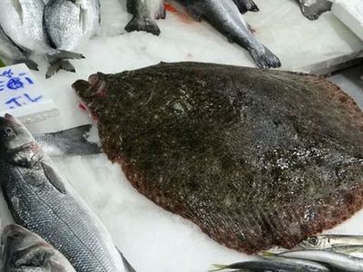 Karadeniz'de yakalanan balık hem görüntüsü hem fiyatıyla insanların odağında!