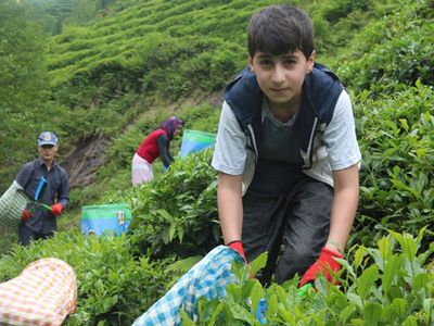 Karadeniz’e Çay Göçü Öncesi Kritik Uyarı