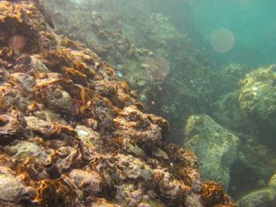 Karadeniz'i istila ediyor! Uzmanlar altın kadar değerli gözü ile bakıyor