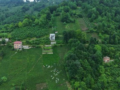 Karadeniz’in yeşil altınında zorlu hasat sürüyor