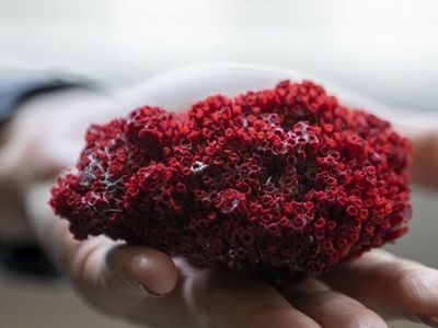 Kardeş Kanı Bitkisi Nedir, Kardeş Kanı Bitkisi Zararları Nelerdir?