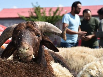 Kars kurbanlık fiyatları ne kadar? 2022 Kars büyükbaş, küçükbaş kurbanlık hisse fiyatları