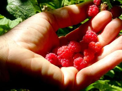 Kars'ta Doğal Böğürtlen Hasadı Başladı