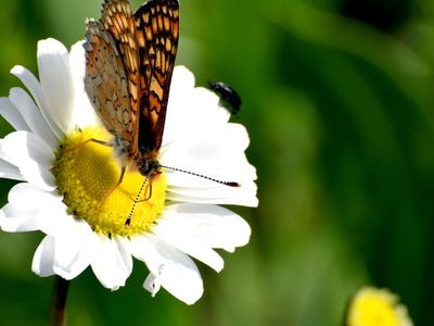 Karst’a Rengarenk Kelebek Cümbüşü Görenleri Kendine Hayran Bıraktı