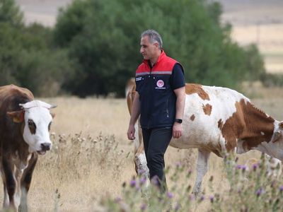 Kars'ta Şap Hastalığı İle Mücadele Başarıyla Devam Ediyor