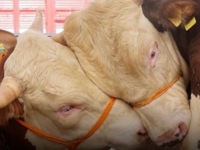 Kasaplardan Kurban Alarmı: “Gıda Terörüne Etinizi Teslim Etmeyin”