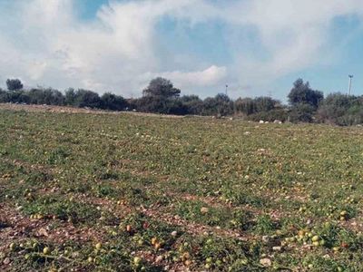 Kasım'da yağmur doldu taştı: Kuraklık stresi ortadan kalktı