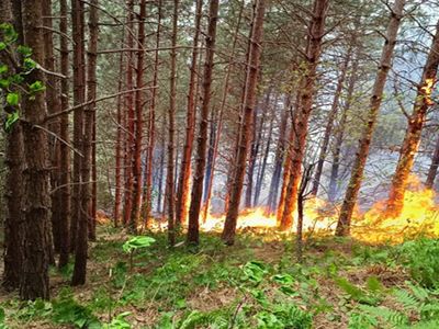 Kastamonu'da orman yangını: Çok sayıda ekip müdahale etti!