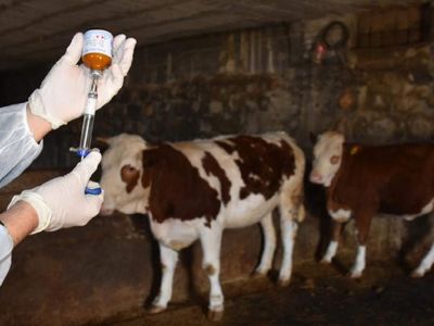 Kastamonu’da şap hastalığı paniği: Bir ilçe karantinaya alındı