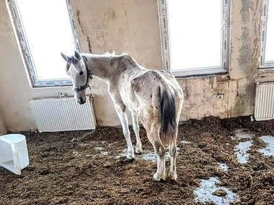 Kayıp Atların 224'ü Bakımsızlık Yüzünden Ölmüş