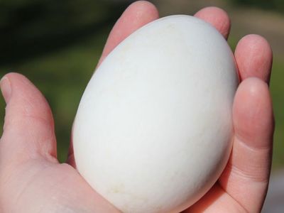 Kaz Yumurtasının Faydaları Nelerdir?