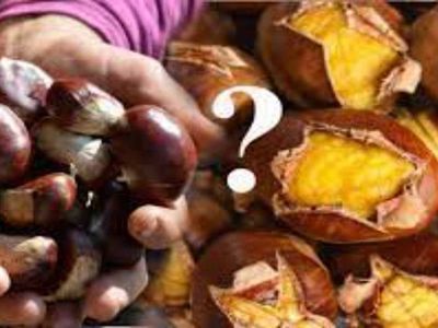 Kestane kilo aldırır mı, kaç kalori? Uzman diyetisyen açıkladı zayıflamak isteyenler dikkat!