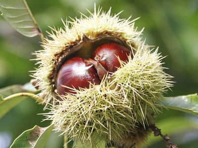 Kestanenin Faydaları Nelerdir?