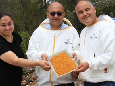 Kilosu 400 TL: Milyonlarca arı gramı için gün boyu çalışıyor