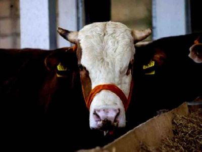 Kırıkkale kurbanlık fiyatları ne kadar? 2022 Kırıkkale büyükbaş, küçükbaş kurbanlık hisse fiyatları