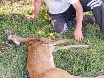 Kırklareli'nde Yaralı Karaca Kurtarıldı