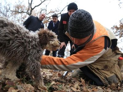 Kırklareli'ndeki Ormanlarda Özel Eğitilmiş Köpeklerle 'Kralların Yiyeceğini' Topluyorlar!