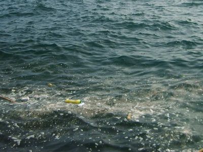 Kirlilik sorununa 'Süper solucanlar' çözümü! Plastik yiyen solucanlar geri dönüşümde devrim yaratabilir