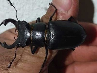Kırmızı listede yer alan böcek Türkiye'de görüntülendi: Nesli tükenmekte olan  geyik böceği koruma altına alındı