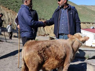 Kırşehir kurbanlık fiyatları ne kadar? 2022 Kırşehir büyükbaş, küçükbaş kurbanlık hisse fiyatları