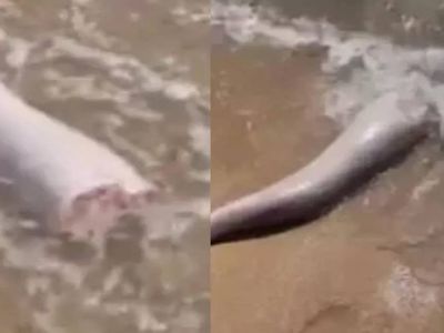Kıyıya vuran gizemli nesne korkuttu: Gerçeği öğrenenler şaşkına döndü