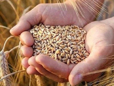 Kızıltepe buğday fiyatları ne kadar, fiyatlar artacak mı? 2022 Kızıltepe buğday fiyatları belli oldu
